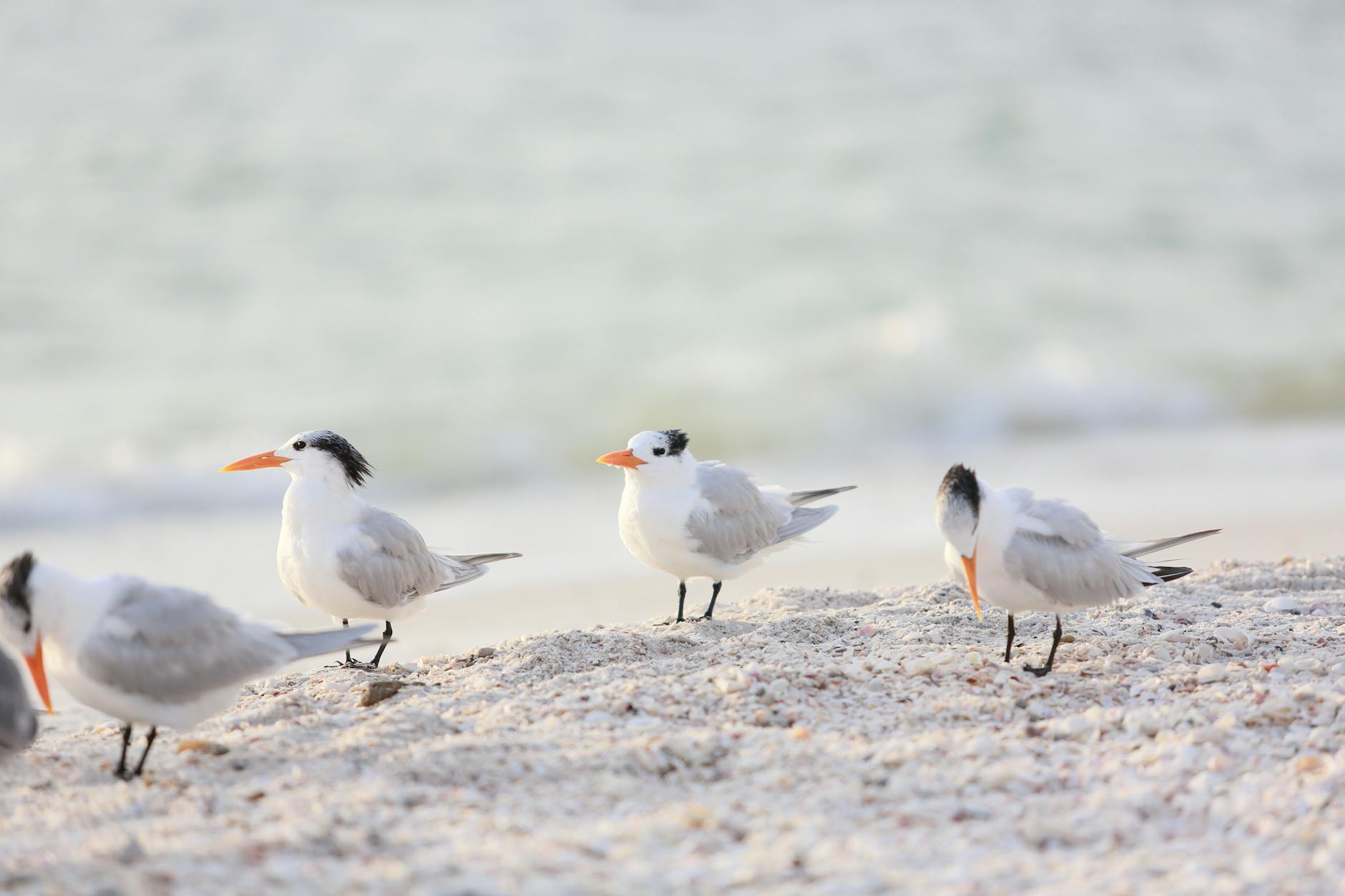 photo of the lesser crested terns on a beach