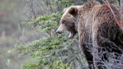 portrait of a brown bear standing outdoors with open mouth