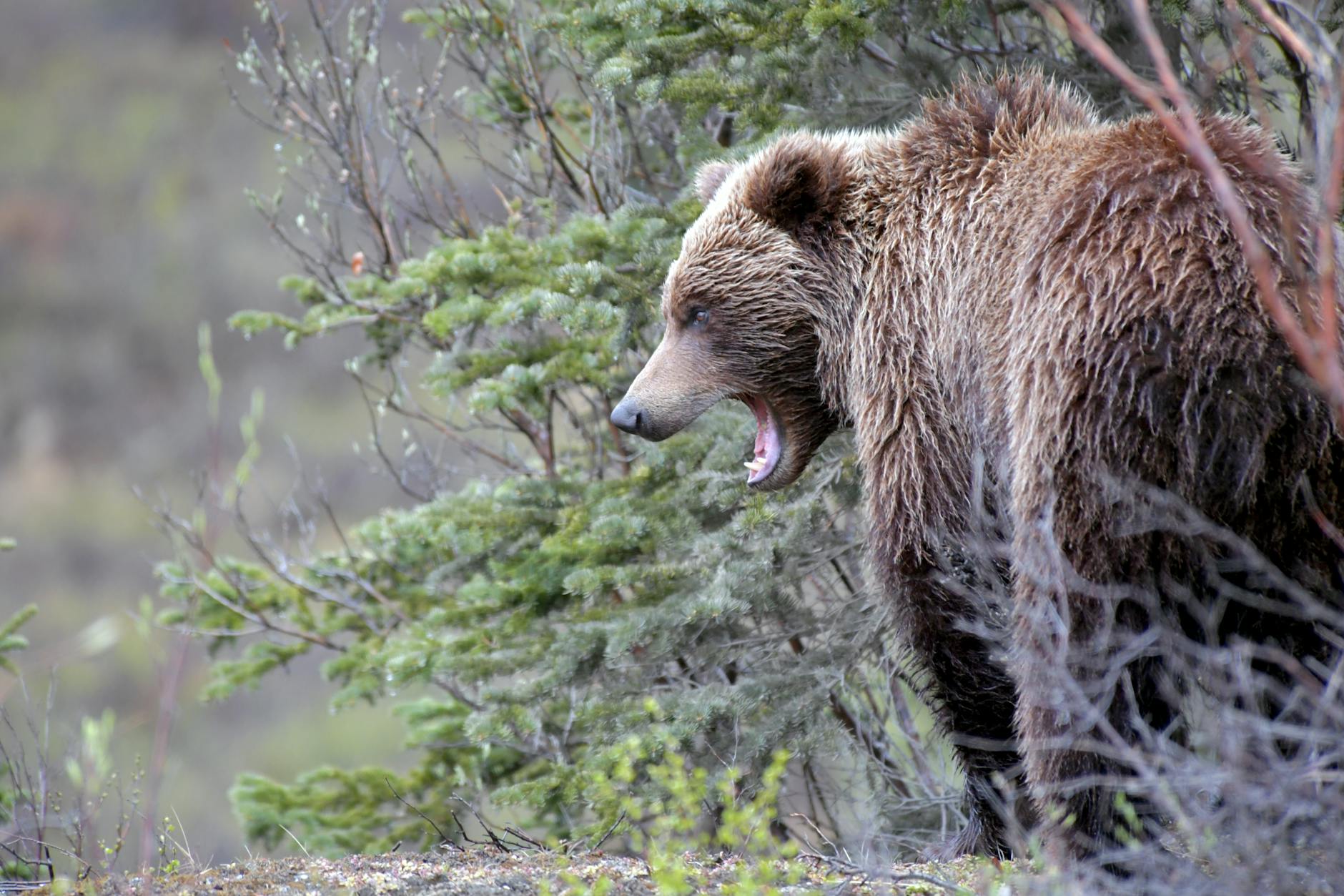portrait of a brown bear standing outdoors with open mouth