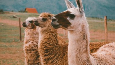 alpacas standing in row on pasture
