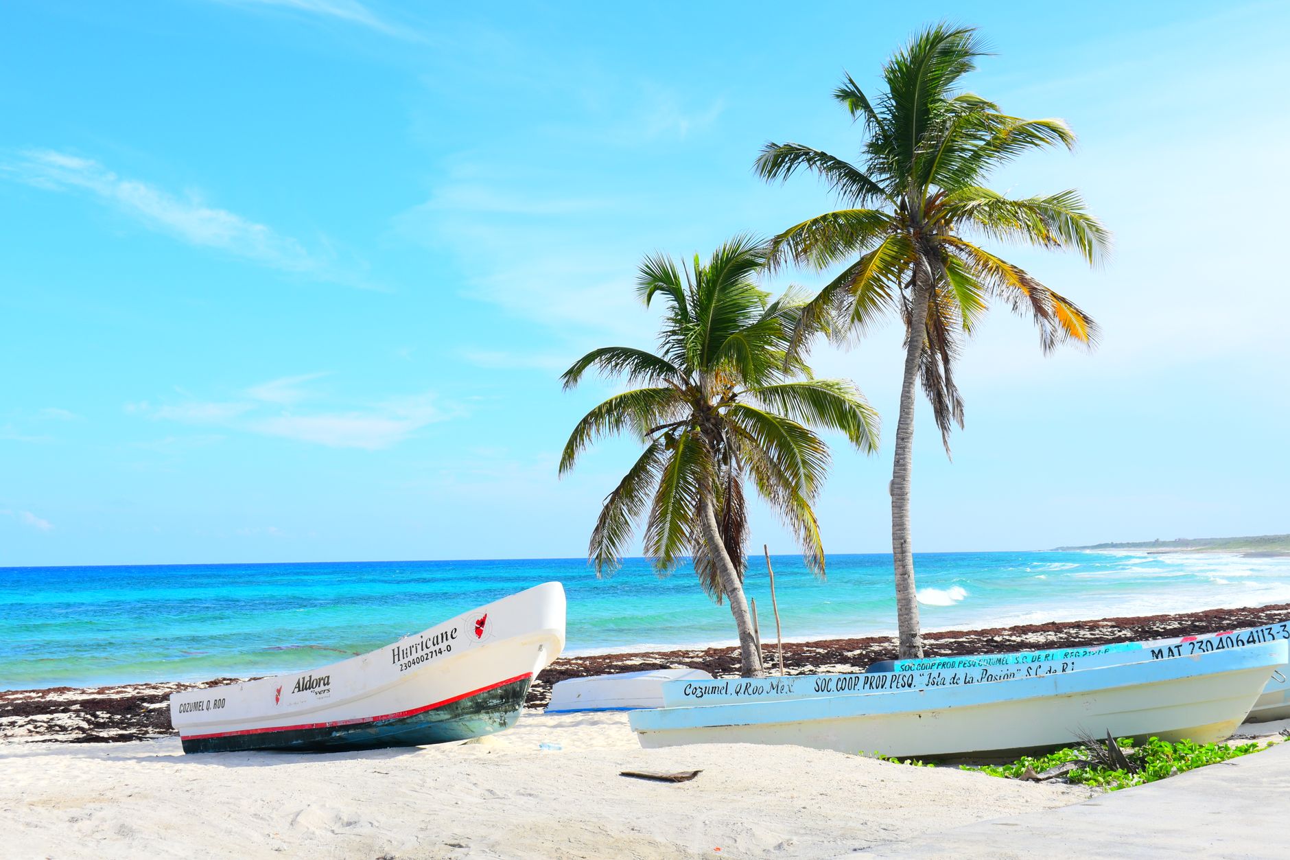 palm trees on a tropical beach