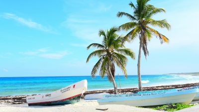 palm trees on a tropical beach