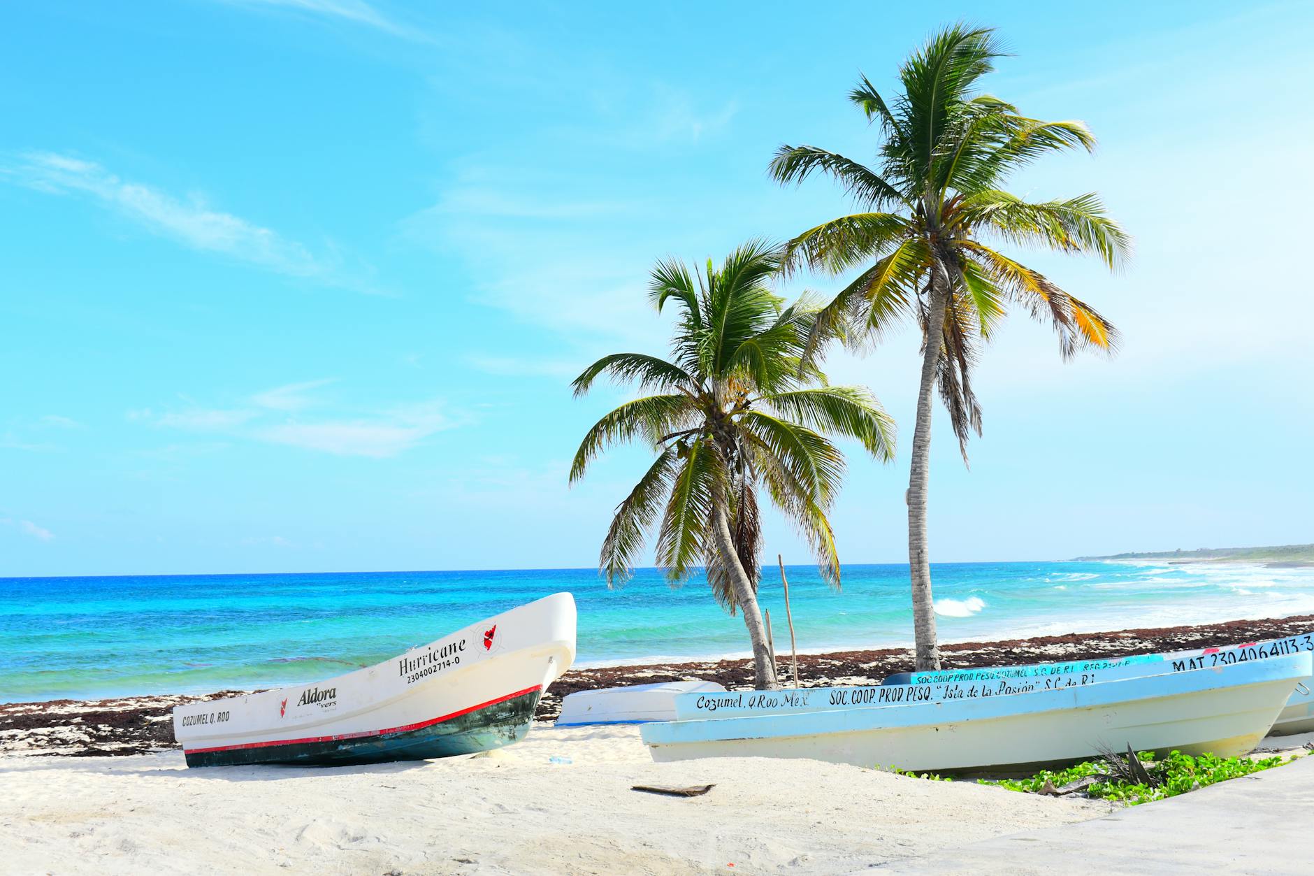 palm trees on a tropical beach