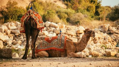 saddled camels near a pile of stones