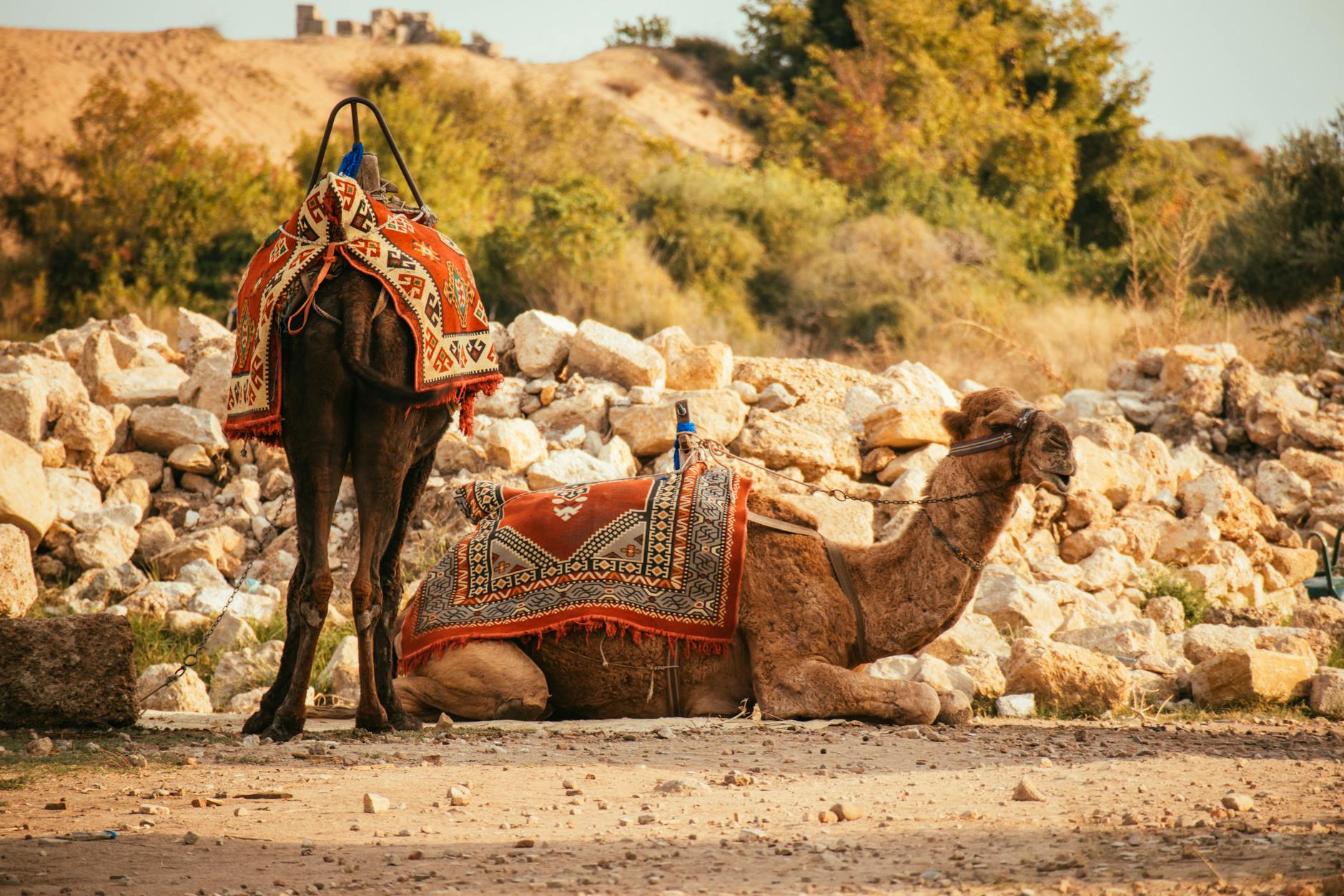 saddled camels near a pile of stones