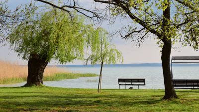 green trees in park by lake