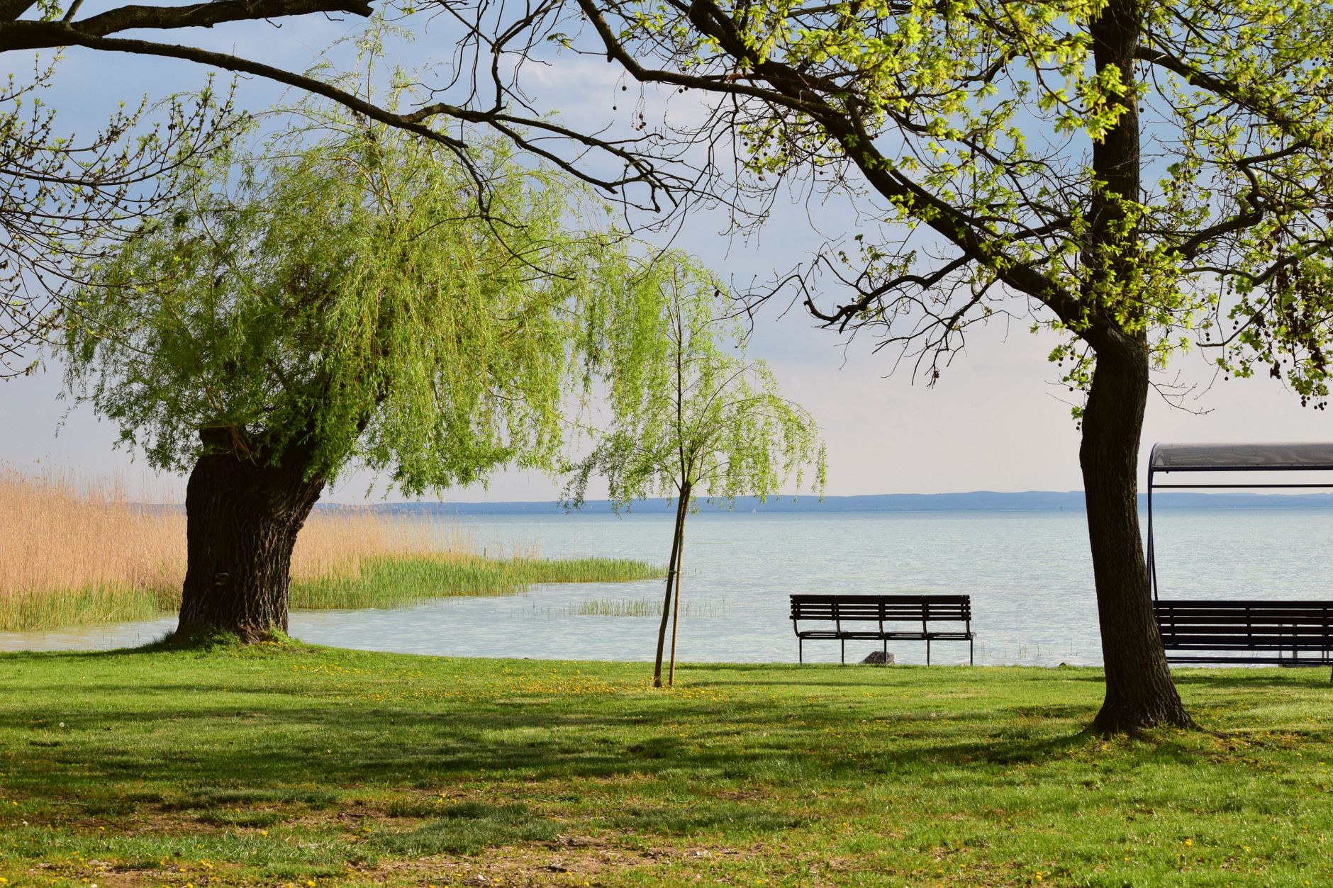 green trees in park by lake