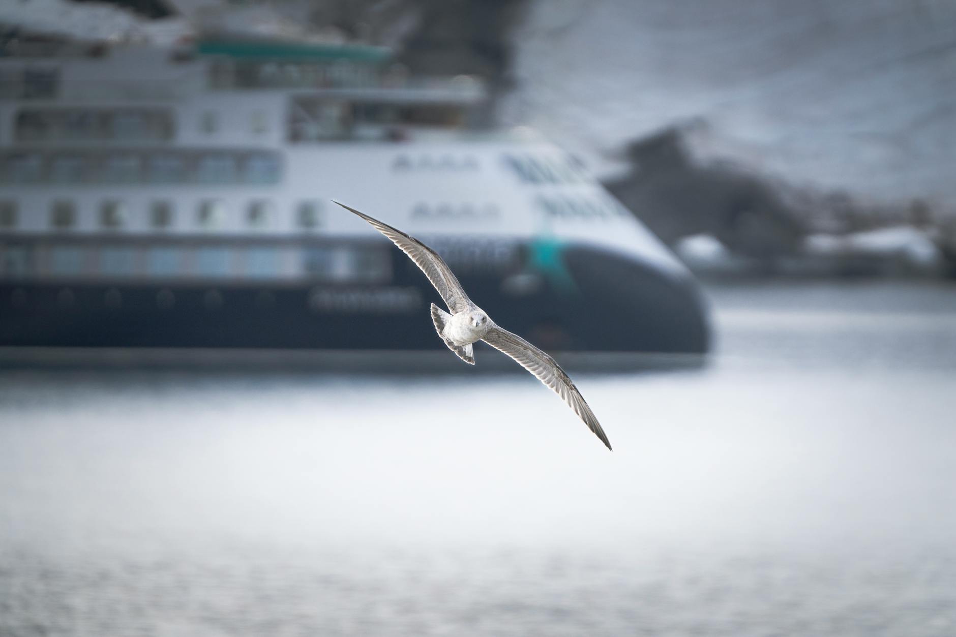 seagull flying in a port