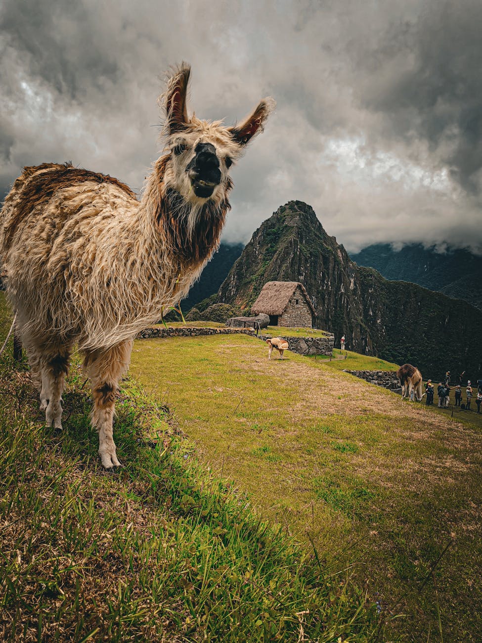 llama in andes mountains