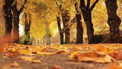 dirt road cover by dried leaves