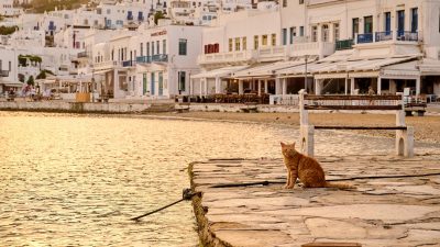 cat by the sea short