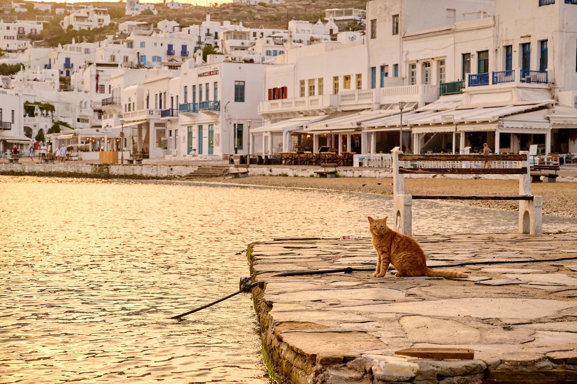 cat by the sea short
