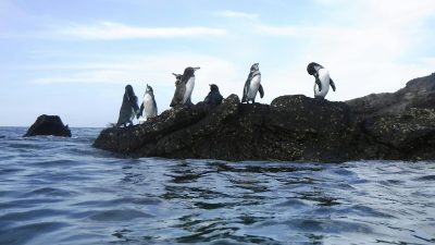 penguins