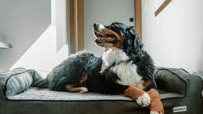 bernese mountain dog relaxing on dog bed indoors