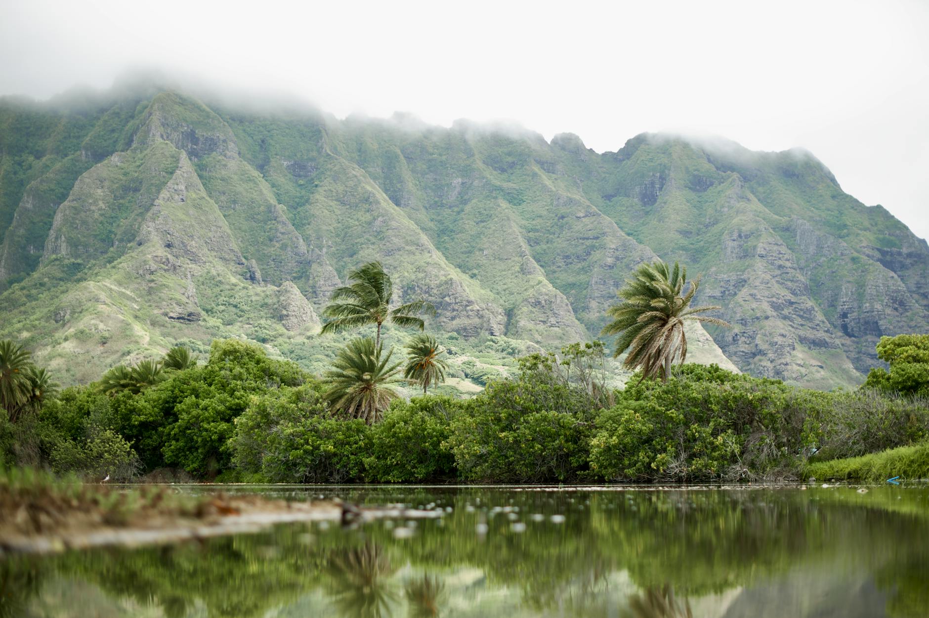 lush greenery and mountains in hawaii s oahu