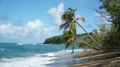 serene tropical beach with swaying palm trees