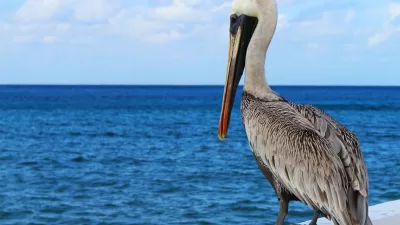 brown and white pelican on white concrete surface facing ocean