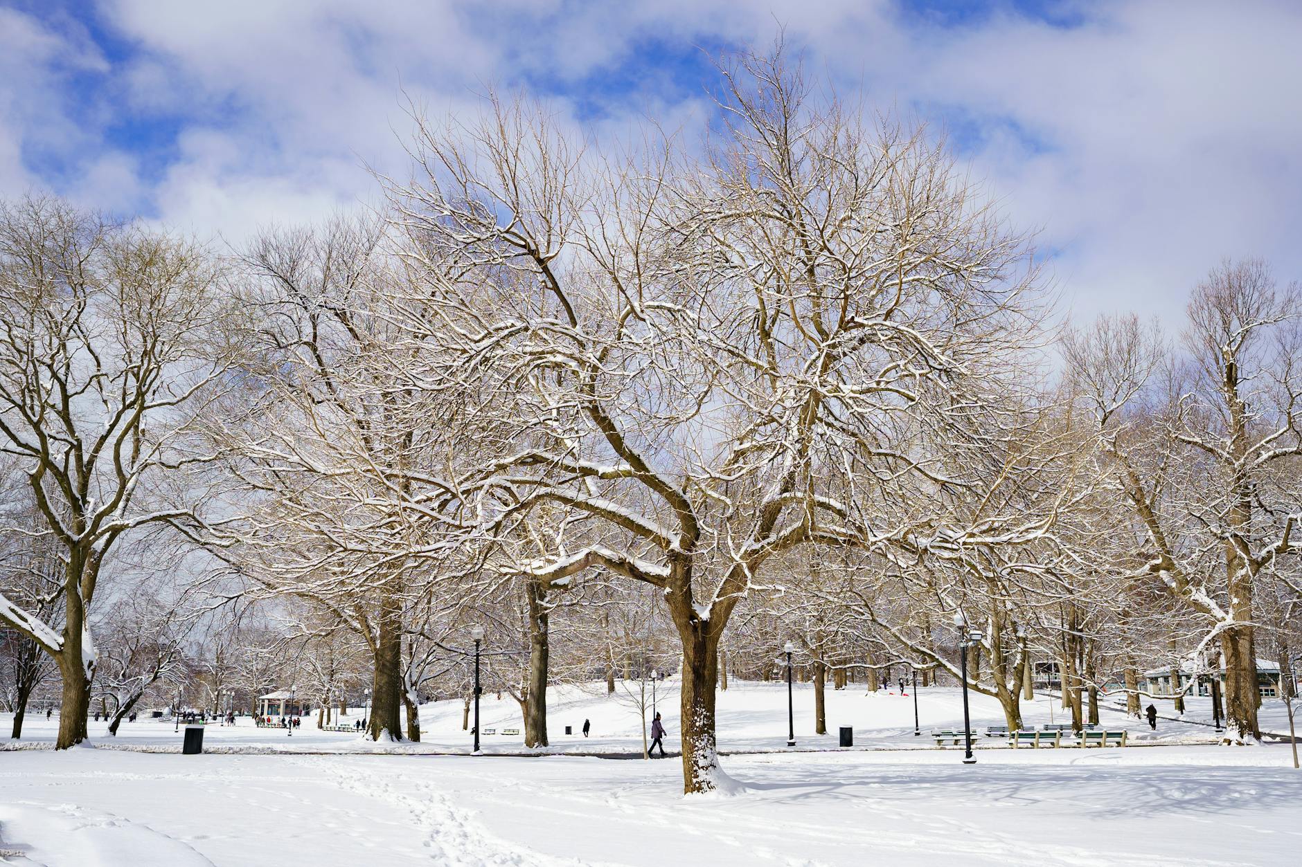 snow covered boston park in winter afternoon
