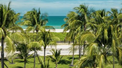 scenic view of palm trees at miami beach