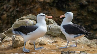black browed albatross pair in falkland islands
