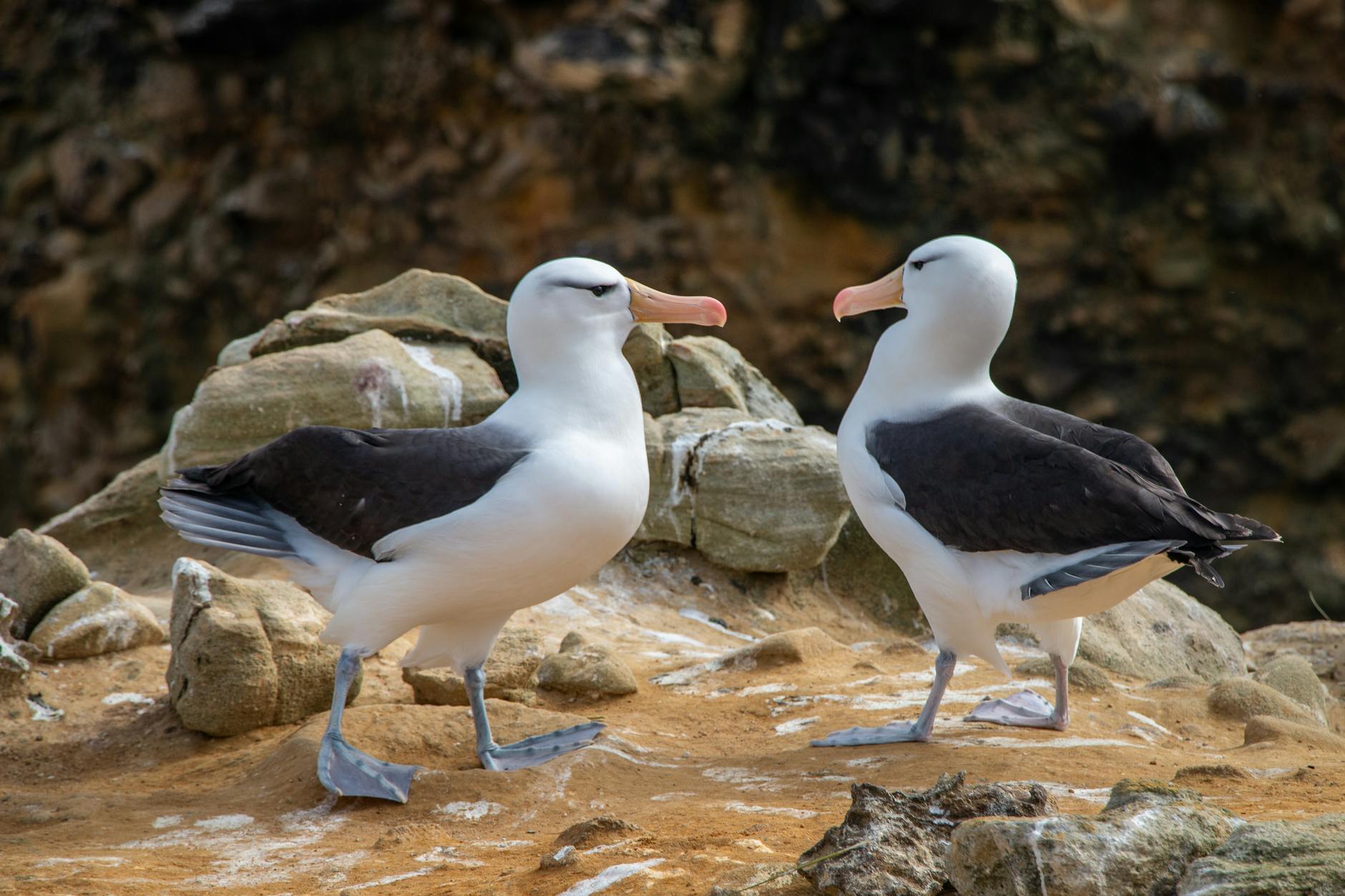 black browed albatross pair in falkland islands