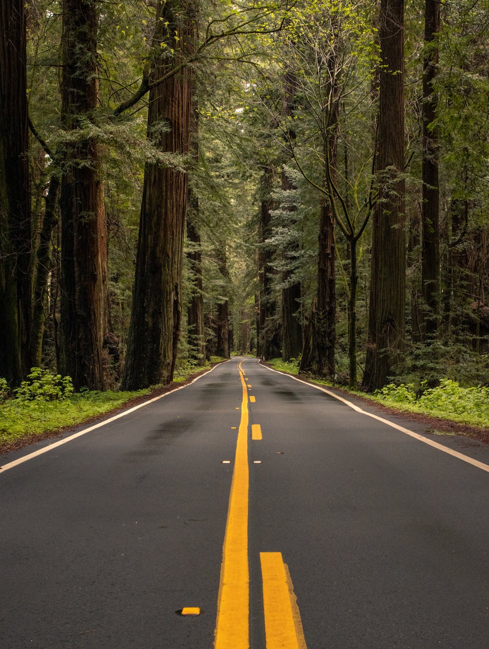 scenic redwood forest road in california
