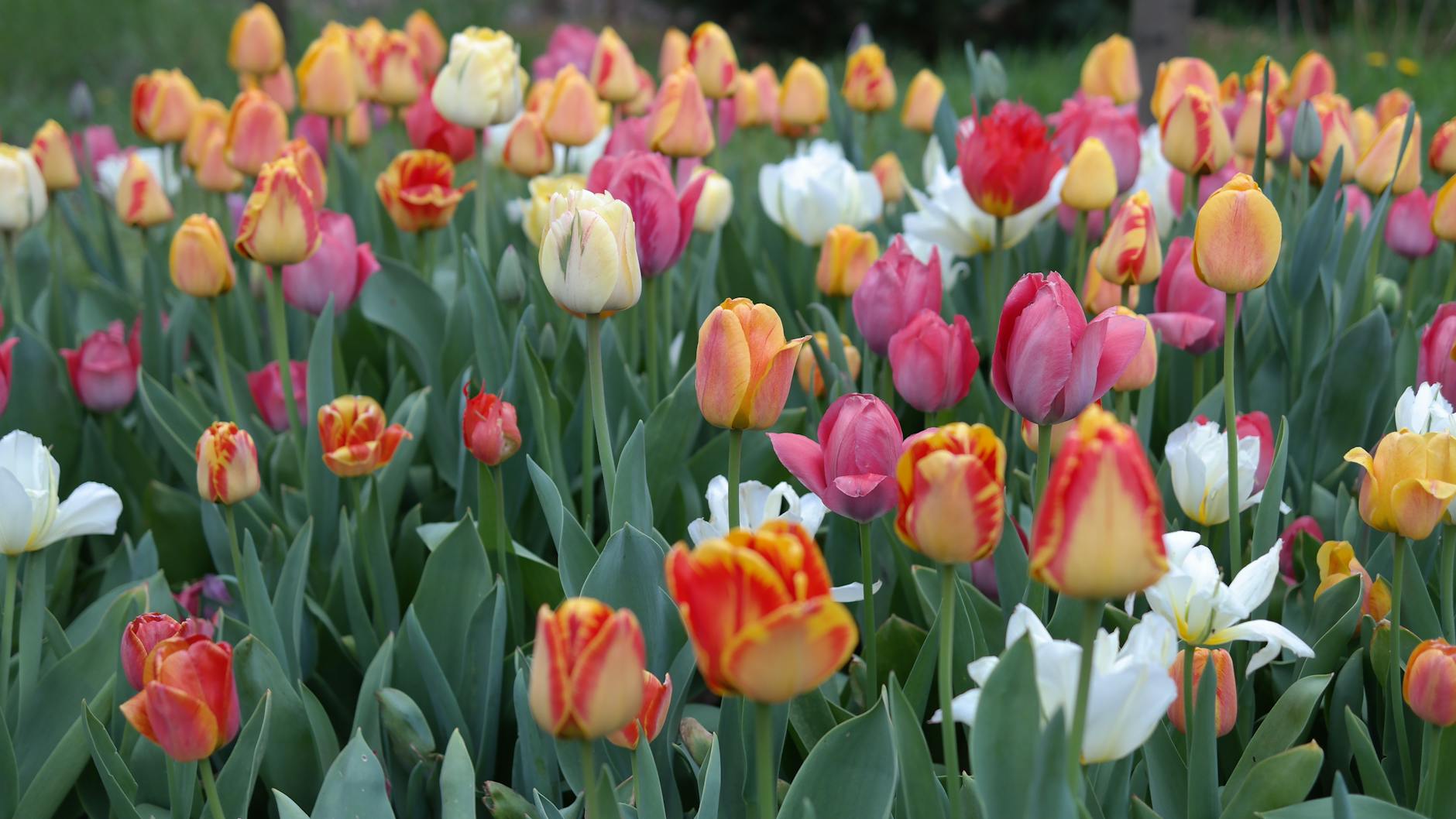 vibrant tulip field in full bloom outdoors