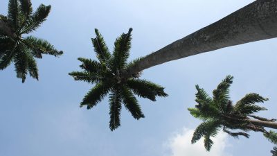 majestic royal palms against a clear blue sky