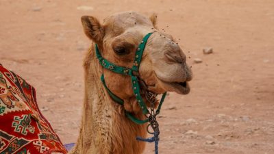 camel resting at petra jordan s ancient city