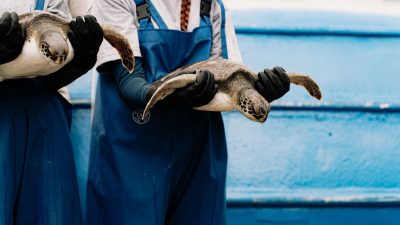 marine conservationists holding sea turtles