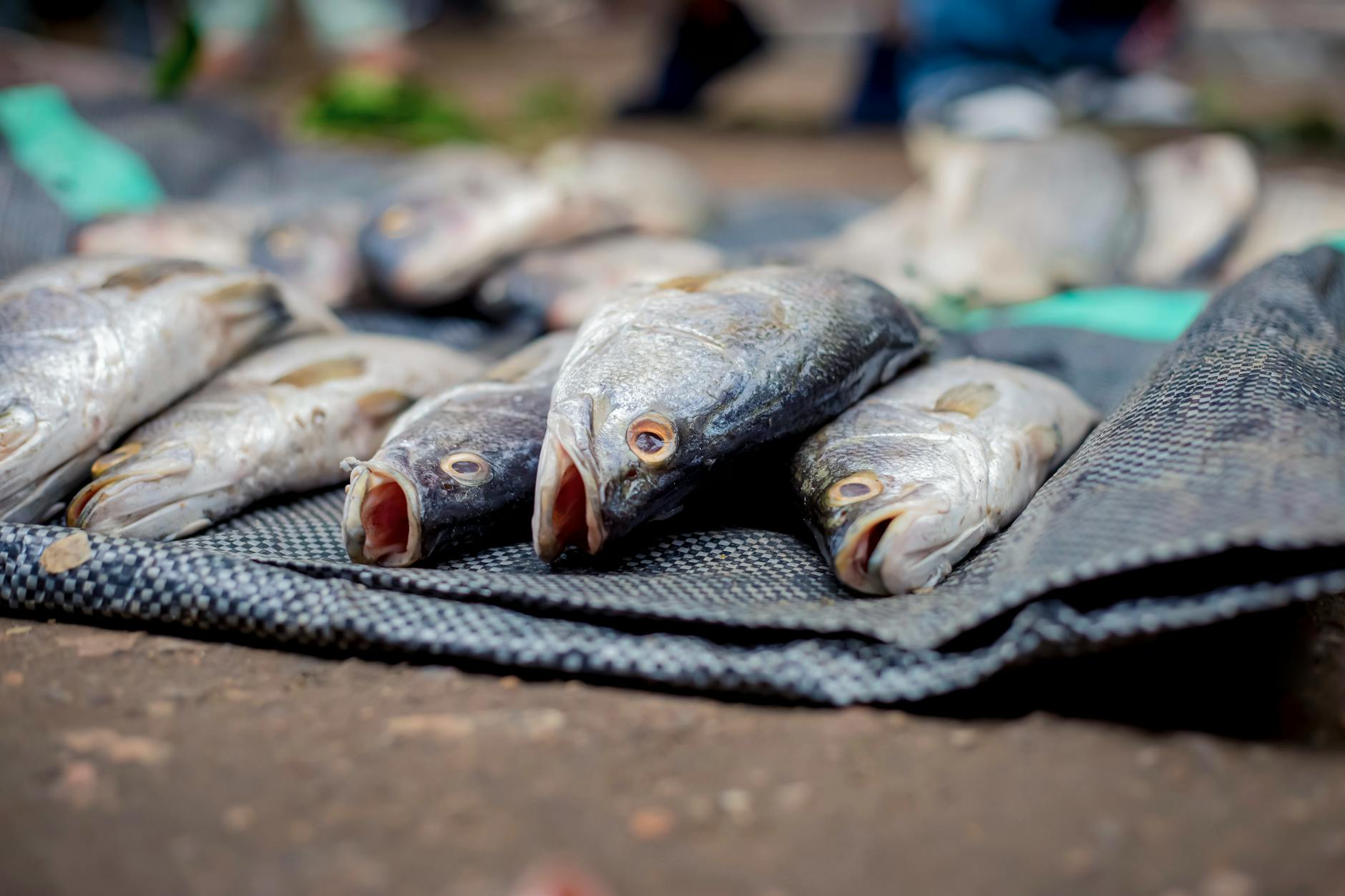 fresh fish display at local outdoor market