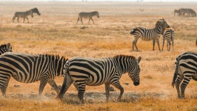 zebras grazing in serengeti national park