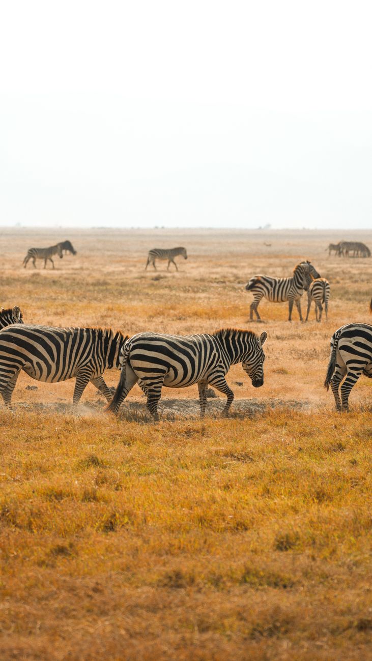 zebras grazing in serengeti national park