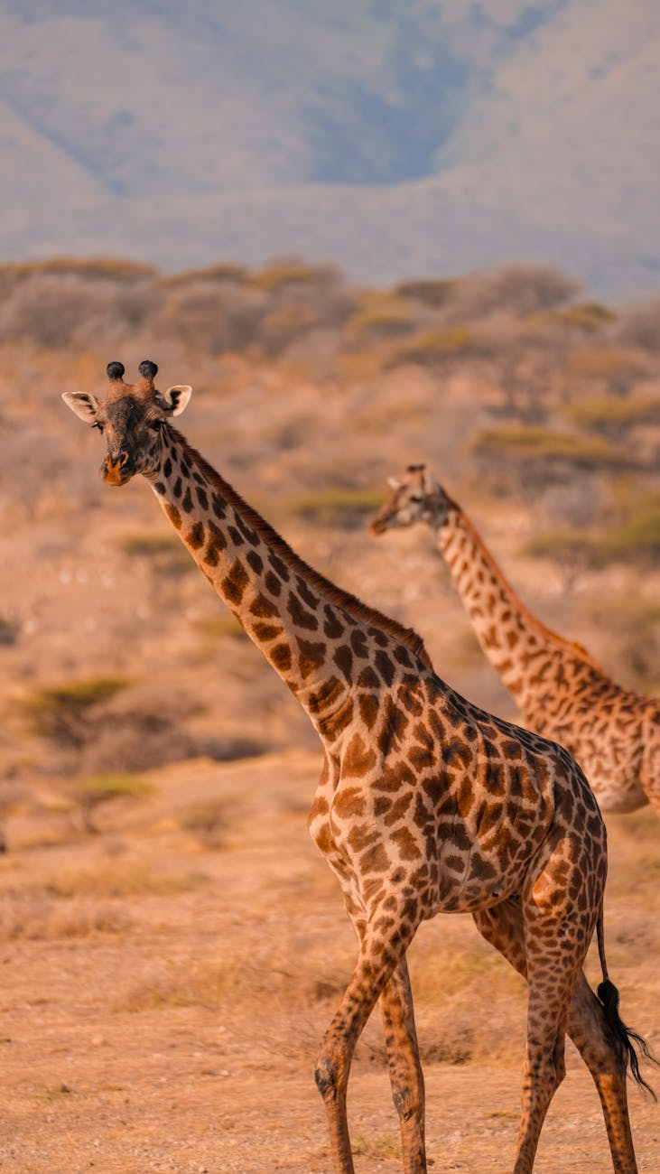 majestic giraffes in tanzanian wilderness