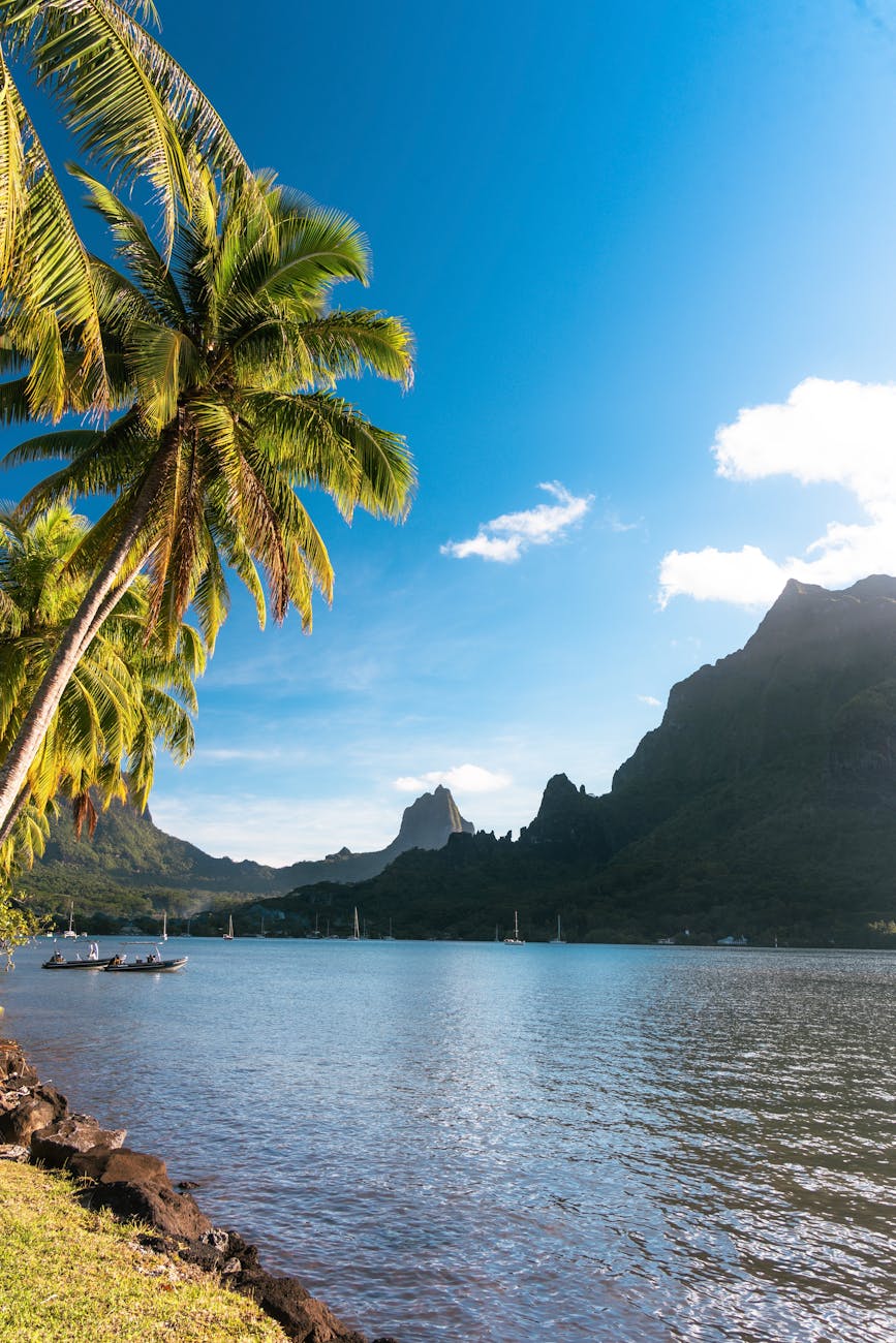 scenic view of moorea s pristine lagoon and palms