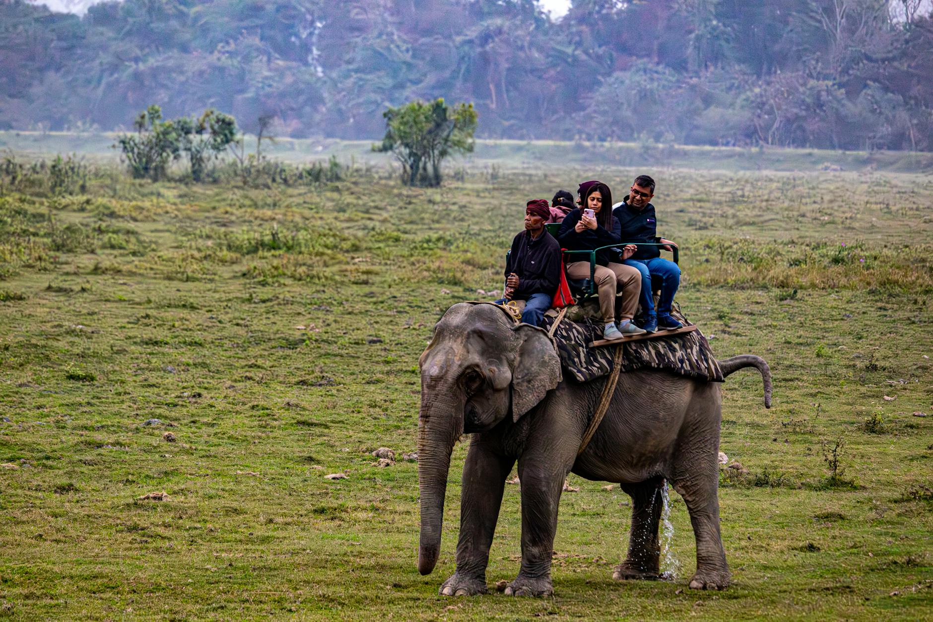 elephant safari with tourists in grassland