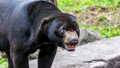 close up of a sun bear in natural habitat