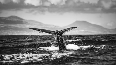 dramatic whale tail in ocean waters