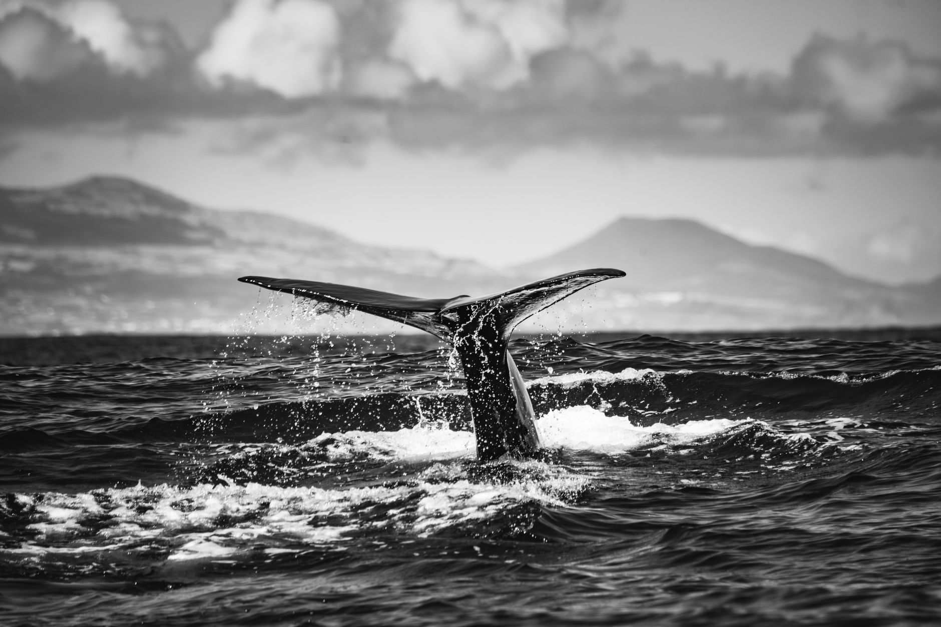 dramatic whale tail in ocean waters