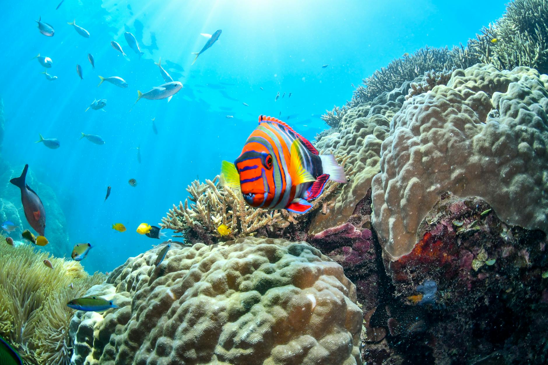 vibrant coral reef scene in australia
