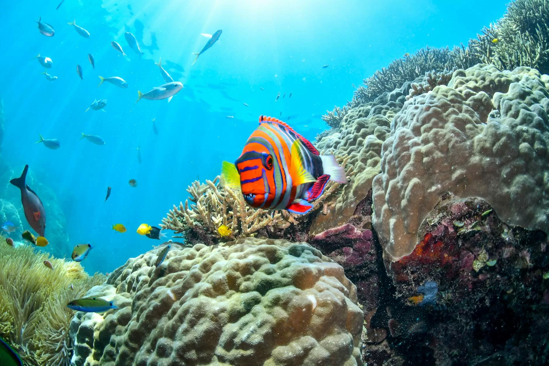 vibrant coral reef scene in australia