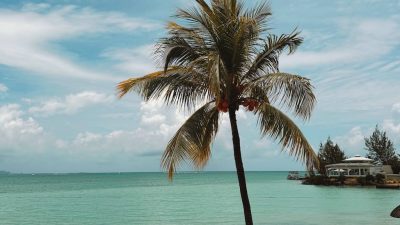 tropical beach with palm tree and ocean view