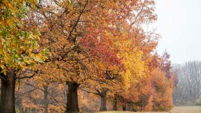 colorful autumn trees in tranquil park setting