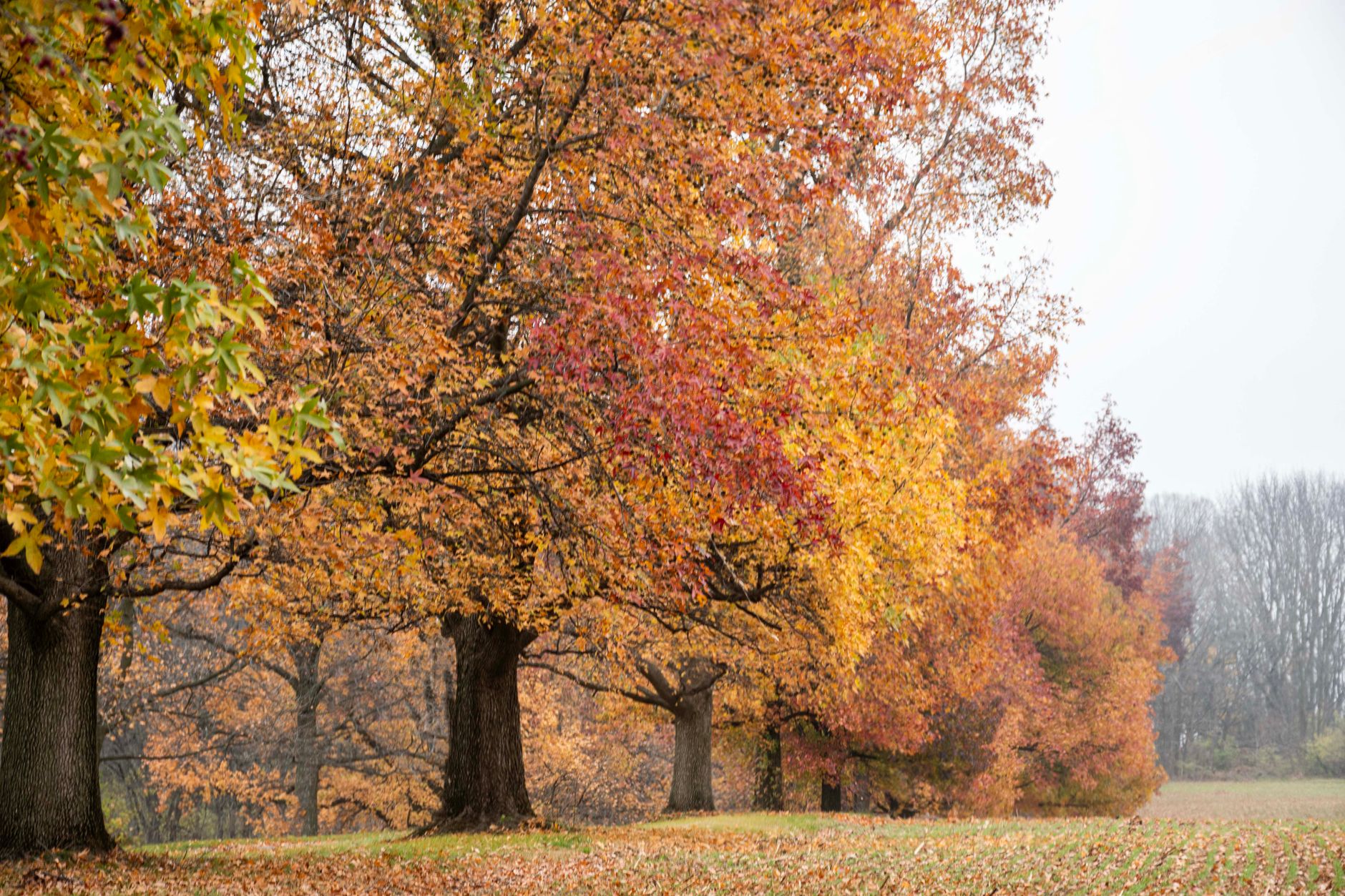 colorful autumn trees in tranquil park setting