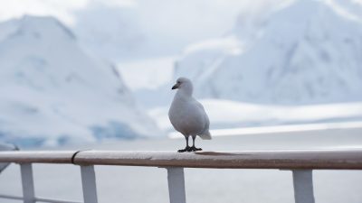 snow petrel perched against antarctic mountains