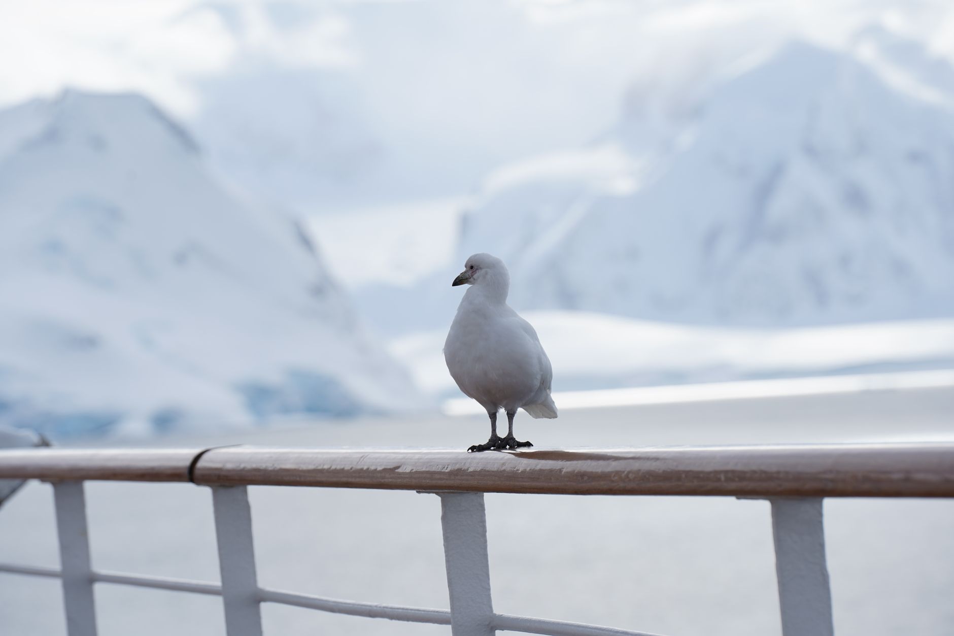 snow petrel perched against antarctic mountains