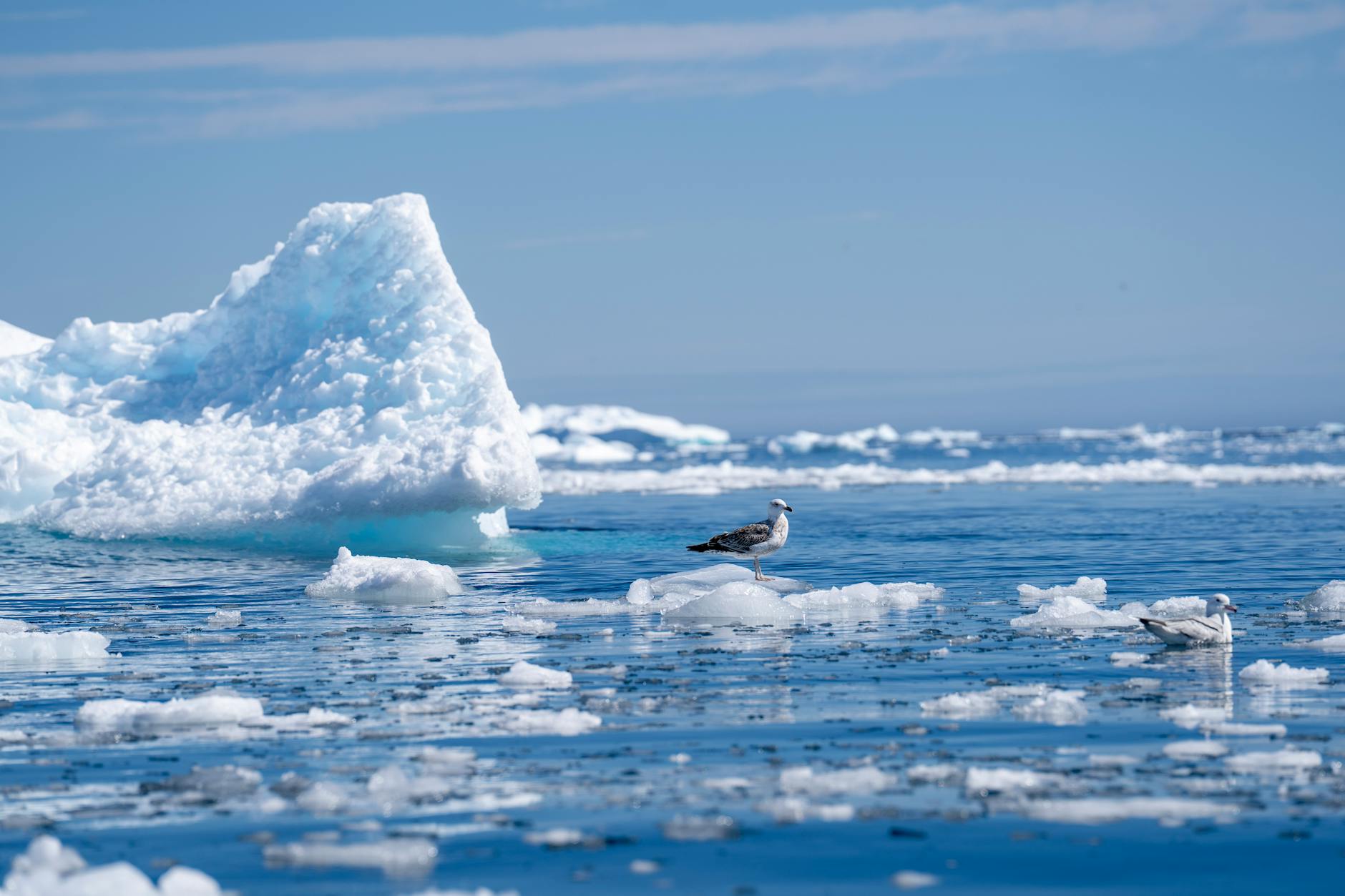 seagulls on icebergs floating in arctic ocean