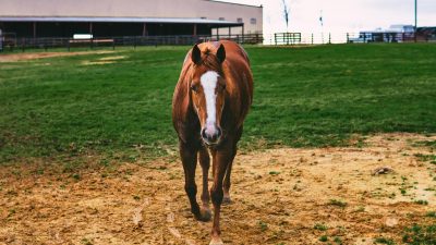 brown horse on a field