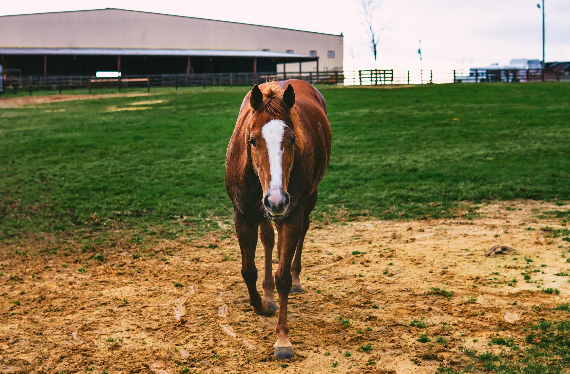 brown horse on a field