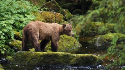 grizzly bear in lush alaskan forest stream